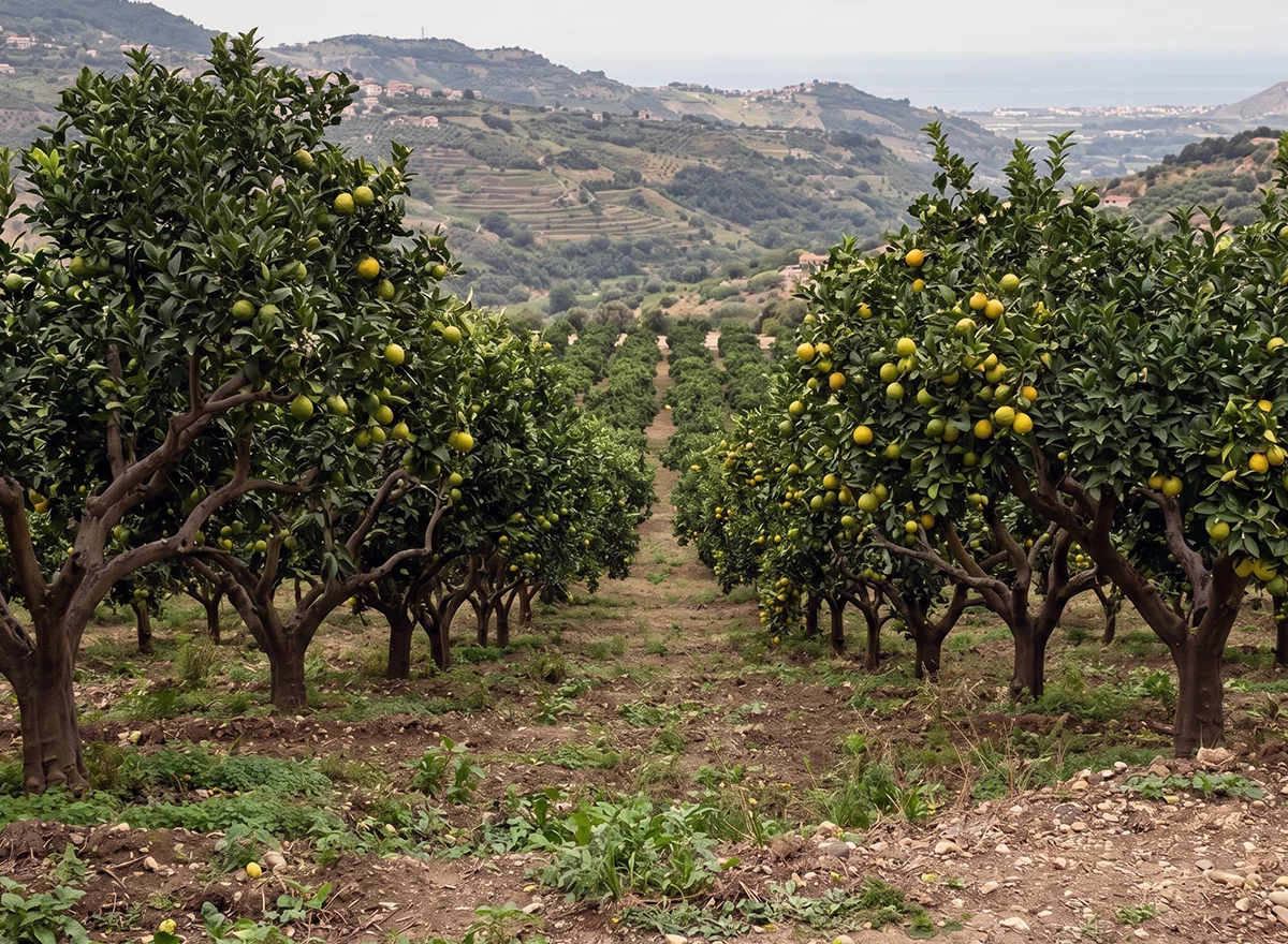 Bergamotto di Calabria