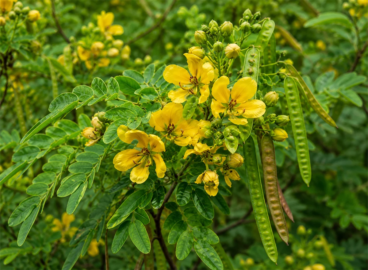 Cassia nomame